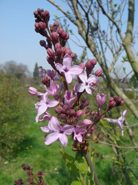 Syringa x hyacinthiflora fleur